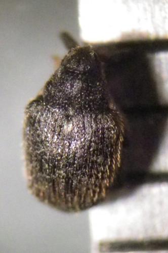 Réf. 271 791 : Ceutorhynchus pallidactylus